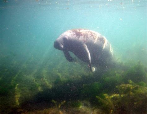  The Hungry Manatee! - A Brazilian Folk Story that Echoes Timeless Lessons About Greed and Contentment.